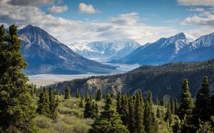 forest and mountain scene